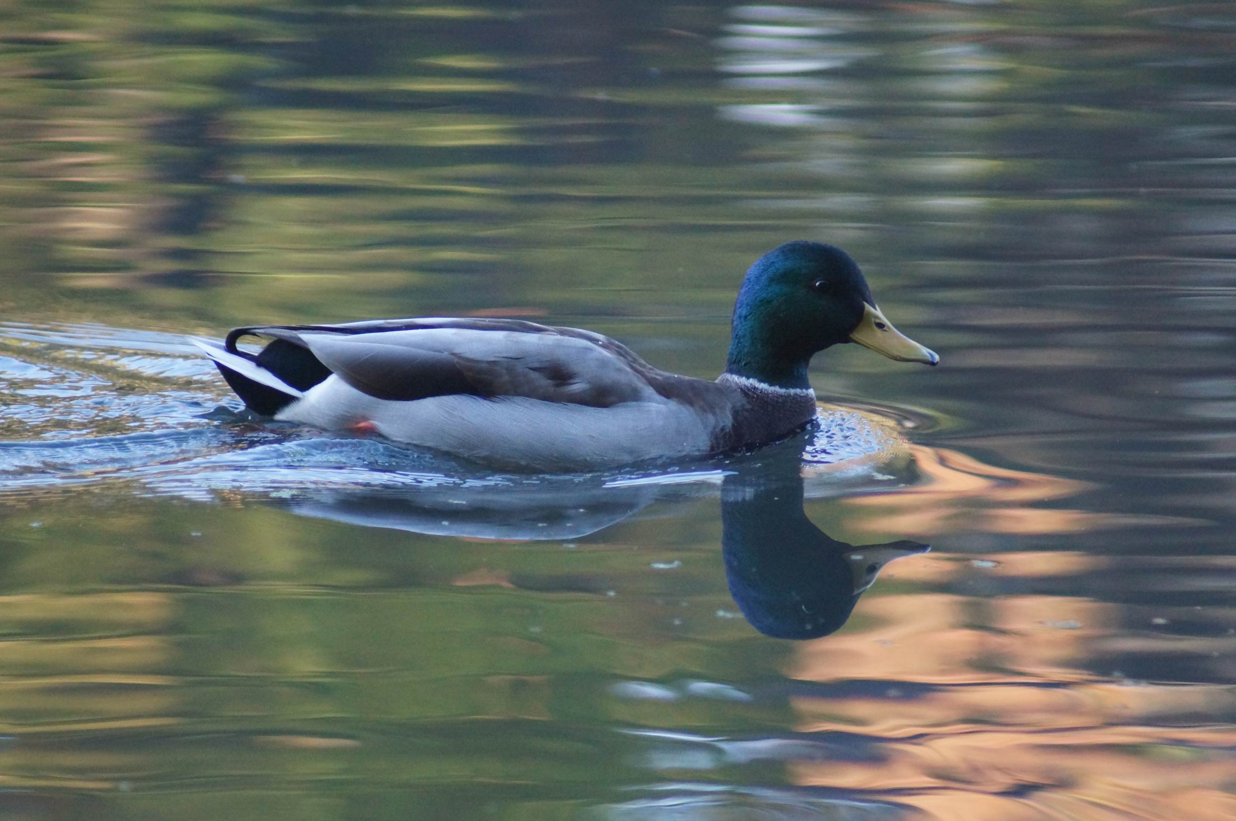 Mallard, 2013. Photo by Miriam Garfinkle.