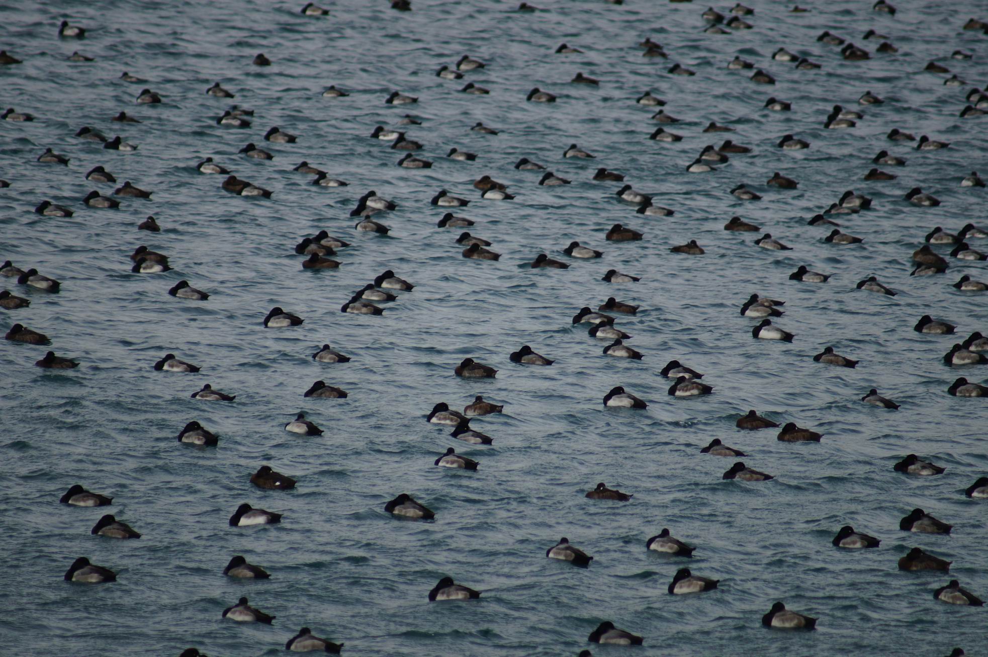 Winter Ducks, Leslie Street Spit