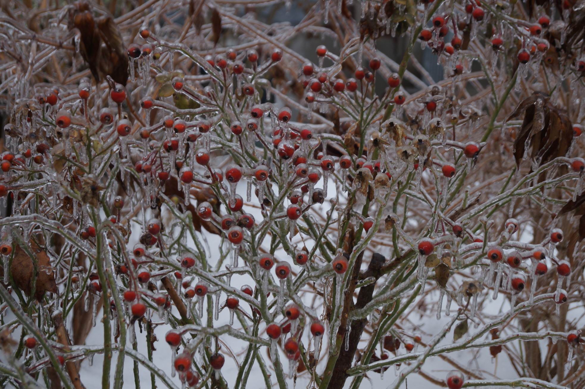 After the ice storm, December 2013