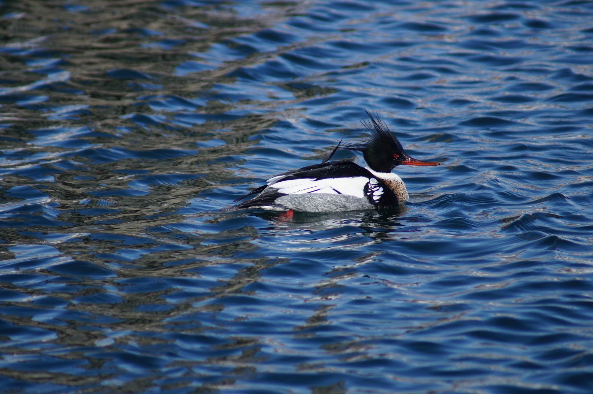 Red-breasted Merganser, Toronto Island