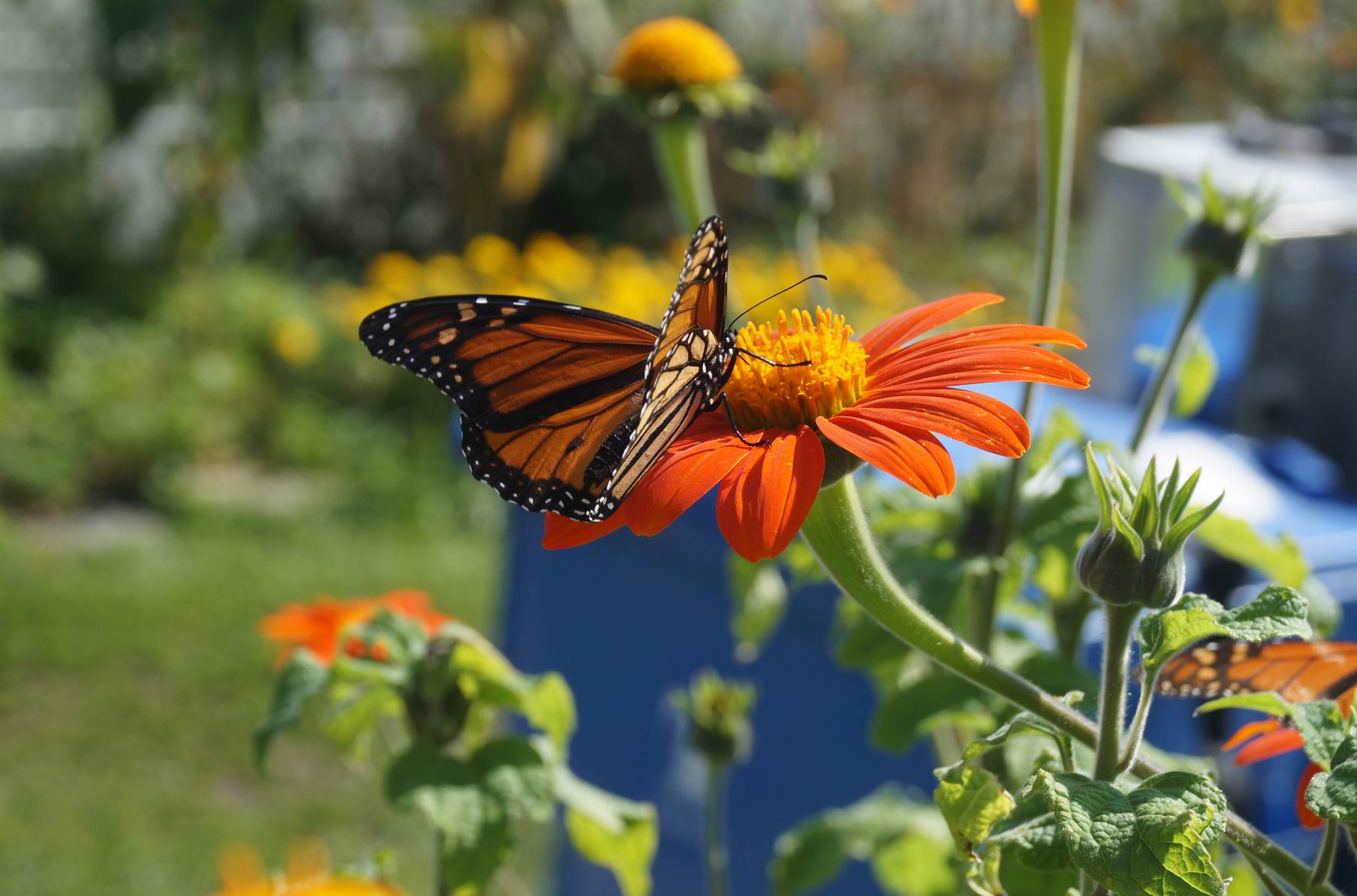 Monarch butterfly, Toronto Islands