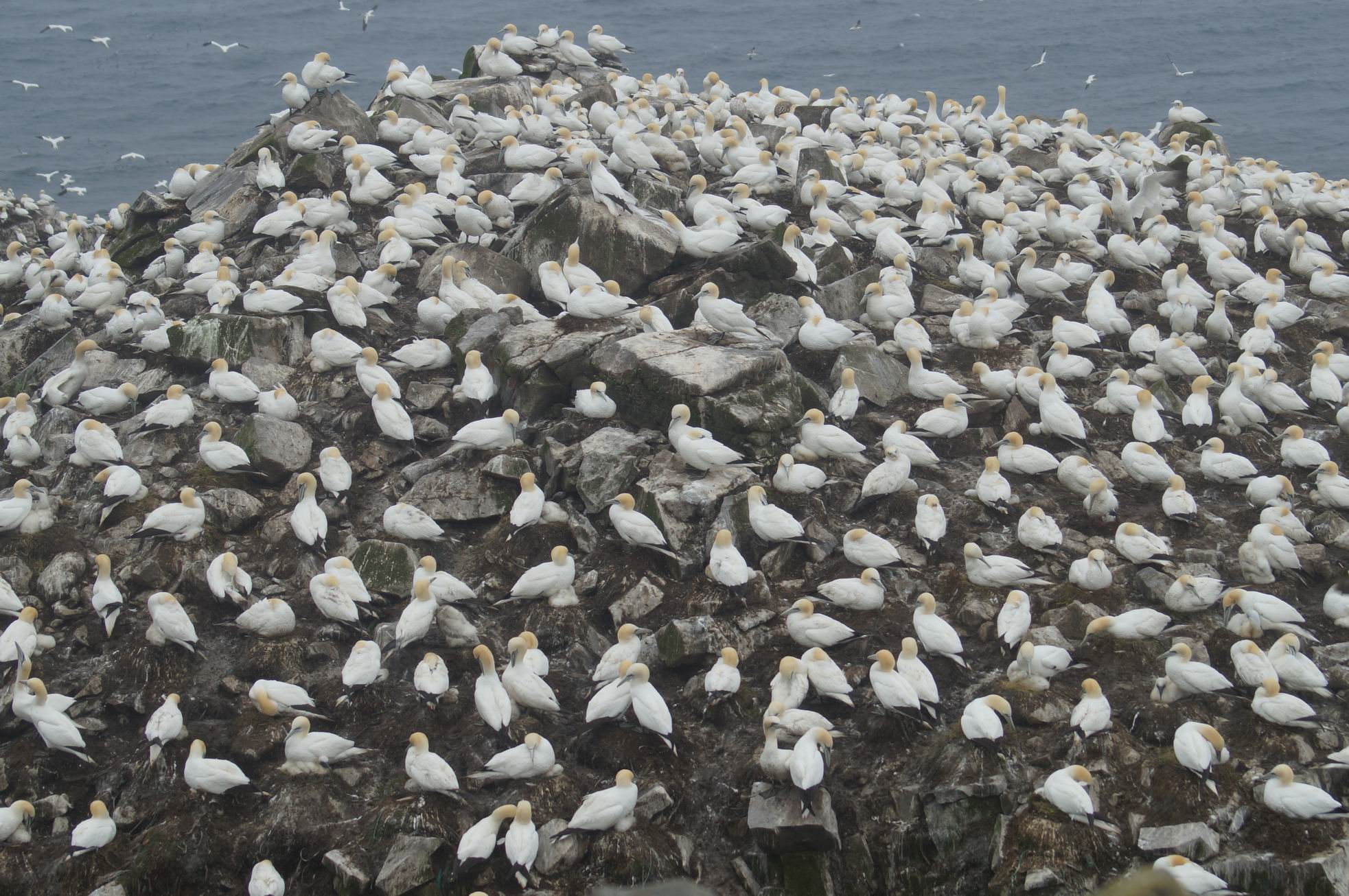 Northern Gannets. Photo by Miriam Garfinkle.