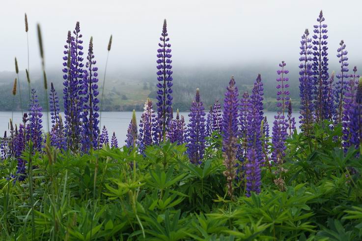 Lupines - Newfoundland - Photo by Miriam Garfinkle.