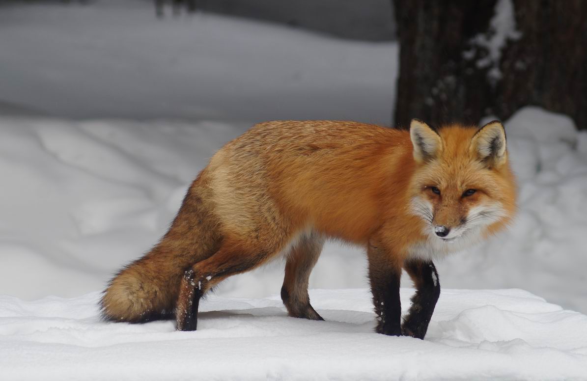 Red Fox, Algonquin Park. Photo by Miriam Garfinkle