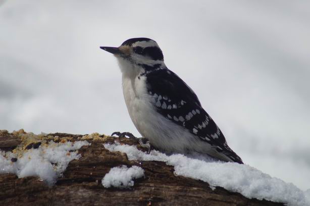 Downy Woodpecker. Photo by Miriam Garfinkle.