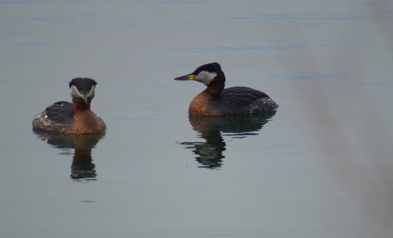  Rednecked Grebes. Photo by Miriam Garfinkle.