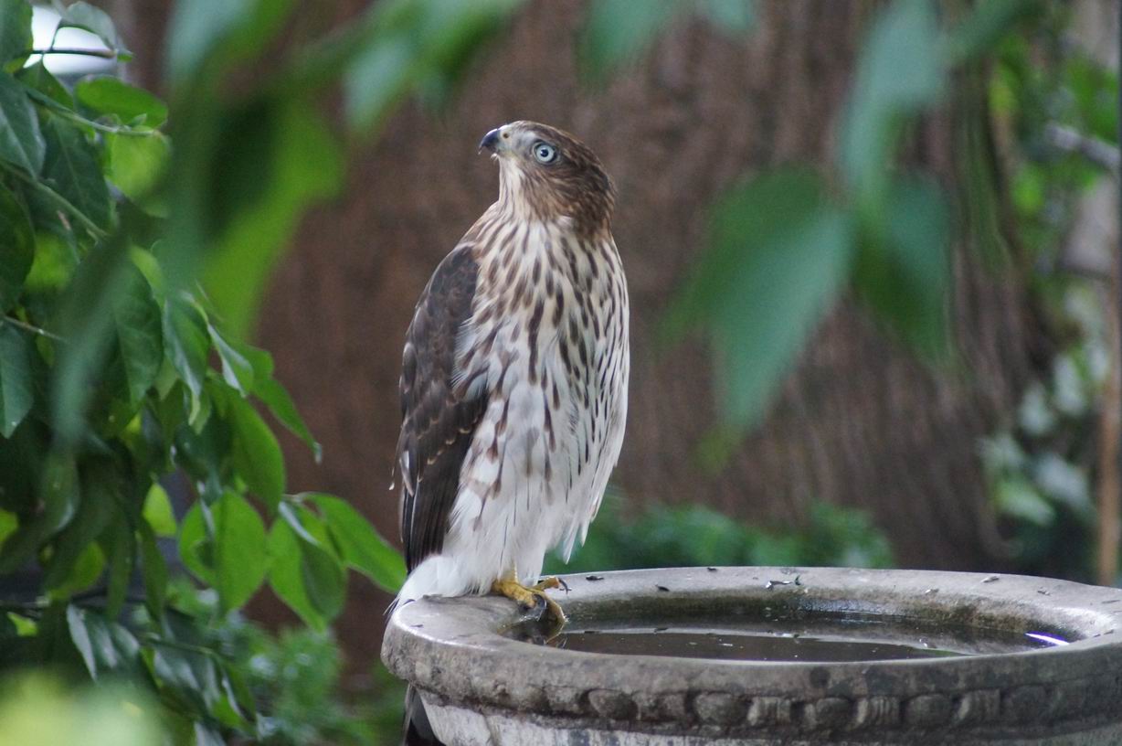 Cooper's Hawk in backyard. Photo by Miriam Garfinkle.