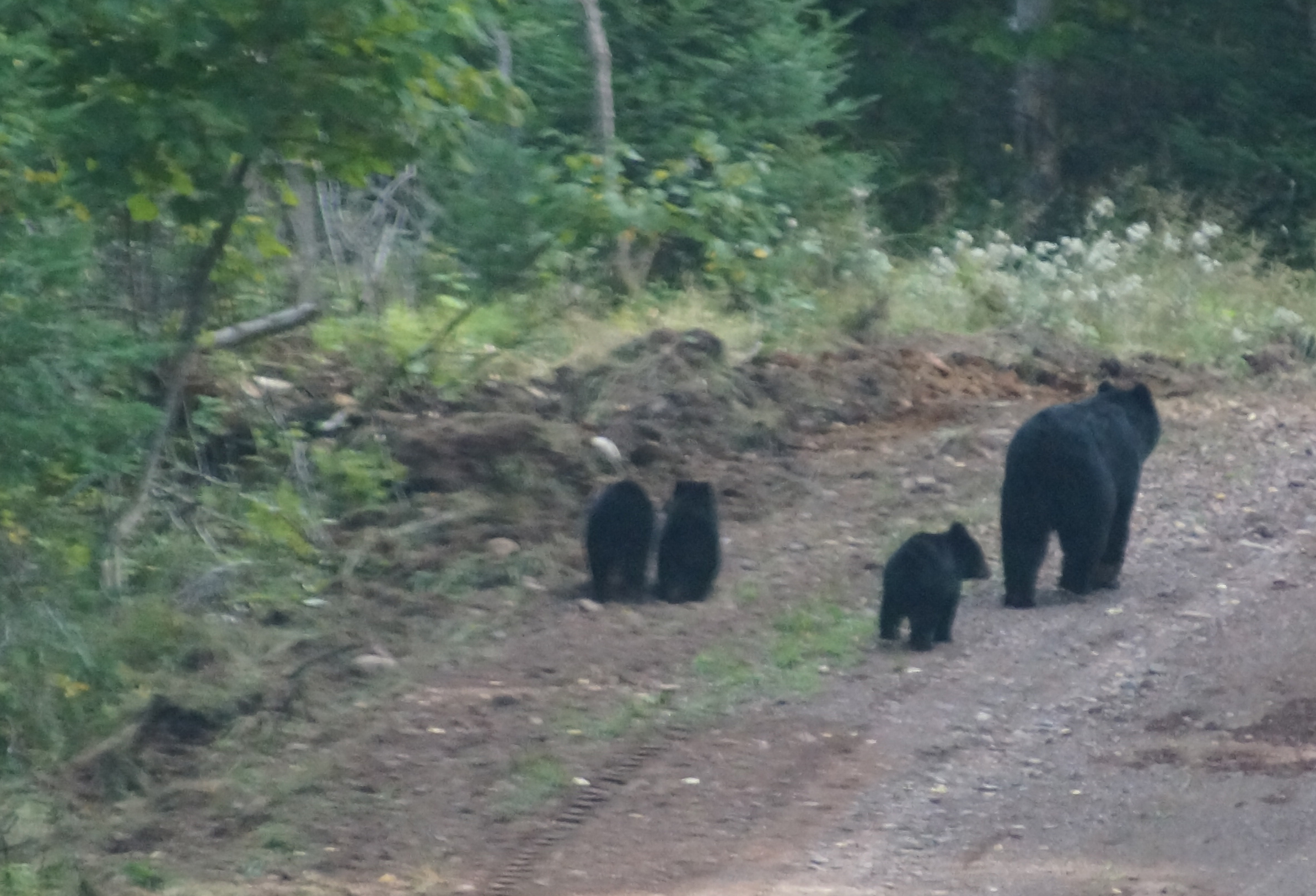 Mother bear with 3 cubs