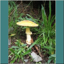 Photo by Ulli Diemer - Mushroom