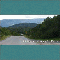 Photo by Ulli Diemer - Ducks Crossing