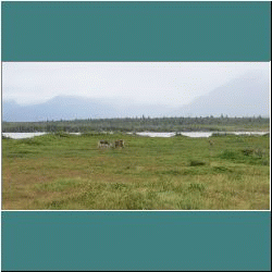 Photo by Miriam Garfinkle - Caribou