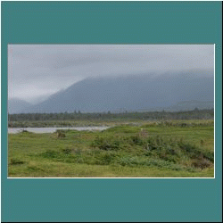 Photo by Miriam Garfinkle - Caribou