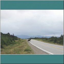 Photo by Ulli Diemer - Moose on highway