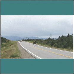 Photo by Ulli Diemer - Moose on highway