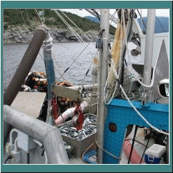 Photo by Ulli Diemer - Mackerel Boat