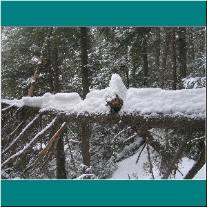 2012CG-0110w-AlgonquinPark