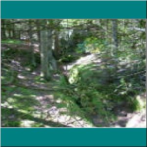 Woods, Bruce Trail - Photo by Ulli Diemer