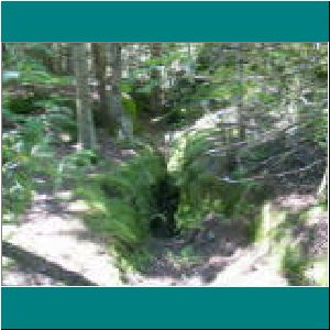 Woods, Bruce Trail - Photo by Ulli Diemer