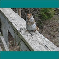 44w-RedSquirrel-MacGregorPark - Photo by Ulli Diemer