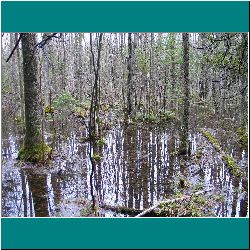 48w-Swamp-MacGregorPark - Photo by Ulli Diemer
