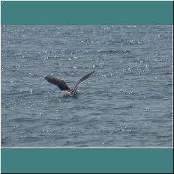 Photo by Miriam Garfinkle D07-04-DSC06809b-GreaterBlack-backedGull.jpg