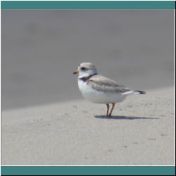 Photo by Miriam Garfinkle D07-08-DSC06821b-PipingPlover.jpg