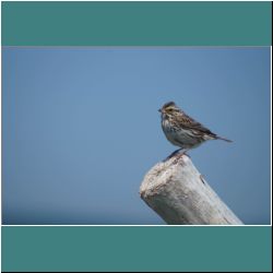 Photo by Miriam Garfinkle D07-09-DSC06830-SavannahSparrow.jpg