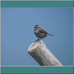 Photo by Miriam Garfinkle D07-10-DSC06829b-SingingSavannahSparrow.jpg