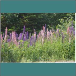 Photo by Miriam Garfinkle D07-12-DSC06832-Lupins.jpg