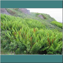 Photo by Ulli Diemer D12-10-2015CG-0311-Ferns-CapeSpear.jpg