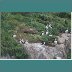 Photo by Miriam Garfinkle D13-24-DSC07036-PuffinsNesting.jpg