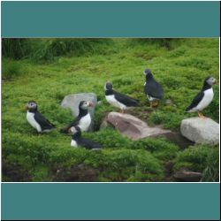 Photo by Miriam Garfinkle D13-31-DSC07060-Puffins.jpg