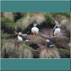 Photo by Miriam Garfinkle D13-32-DSC07061-MorePuffins.jpg