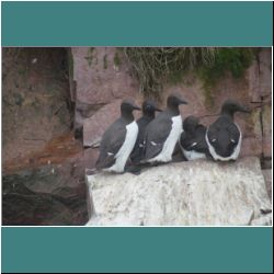 Photo by Miriam Garfinkle D13-36-DSC07069-Murres.jpg