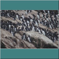 Photo by Miriam Garfinkle D13-38-DSC07077-Murres.jpg