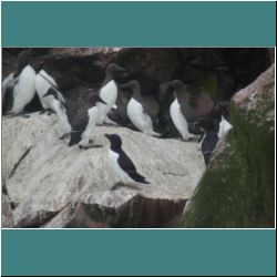 Photo by Miriam Garfinkle D13-41-DSC07087-Razorbill.jpg