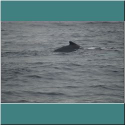 Photo by Miriam Garfinkle D13-44-DSC07092-HumpbackWhaleApproachingBoat.jpg