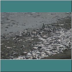 Photo by Miriam Garfinkle D15-03-DSC07167-Capelin.jpg