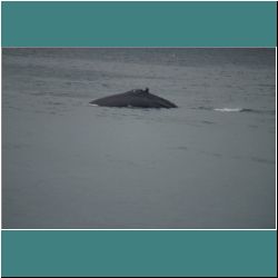 Photo by Miriam Garfinkle D15-09-DSC07156-Whale.jpg