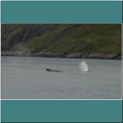 Photo by Miriam Garfinkle D15-11-DSC07163b-BlowingWhale.jpg