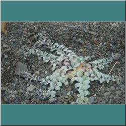 Photo by Miriam Garfinkle D15-16-DSC07180-SucculentPlantGrowinginStone.jpg