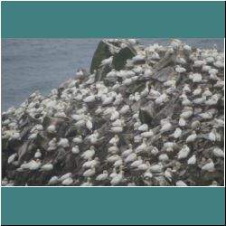 Photo by Miriam Garfinkle D15-30-DSC07189-Gannets.jpg