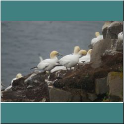 Photo by Miriam Garfinkle D15-32-DSC07194-Gannets.jpg