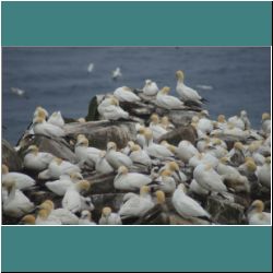 Photo by Miriam Garfinkle D15-35-DSC07204-Gannets.jpg