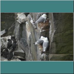 Photo by Miriam Garfinkle D15-38-DSC07209-Kittiwakes.jpg