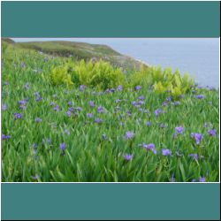 Photo by Miriam Garfinkle D15-55-DSC07243-Irises&Ferns.jpg