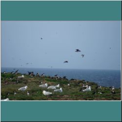 Photo by Miriam Garfinkle D16-40-DSC07335-Manyinflight&ShowingSizeComparedtoGull.jpg