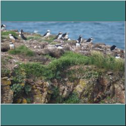 Photo by Miriam Garfinkle D16-41-DSC07338-NestingPuffins.jpg