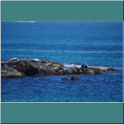 Photo by Miriam Garfinkle D27-11-DSC07445-Seals.jpg