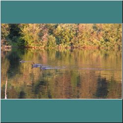 Photo by Ulli Diemer D29-28-2015CG-0761b-Geese-MadawaskaRiver.jpg